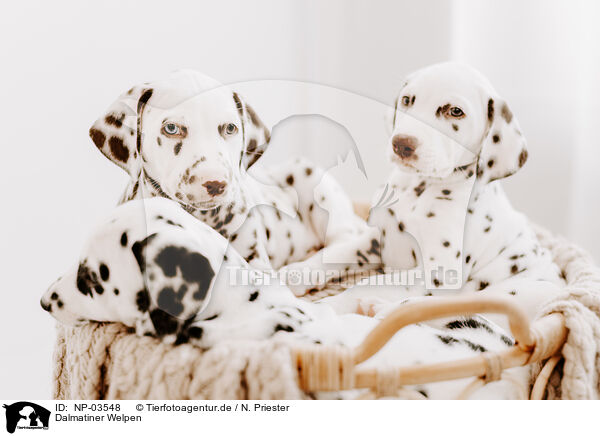 Dalmatiner Welpen / Dalmatian Puppies / NP-03548