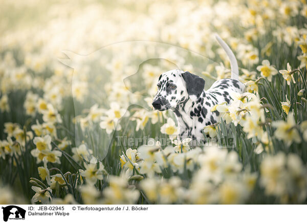 Dalmatiner Welpe / Dalmatian Puppy / JEB-02945