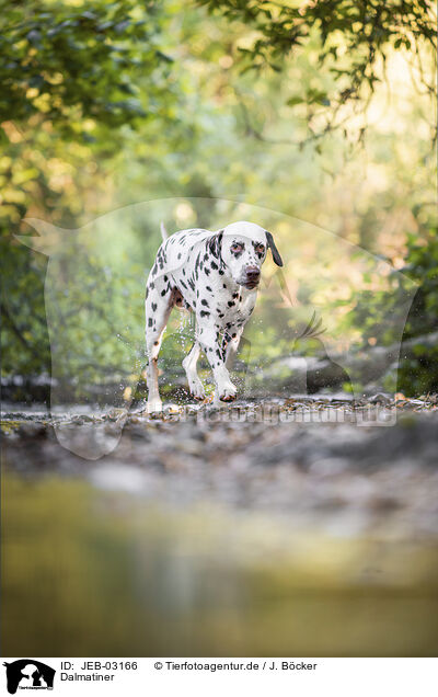 Dalmatiner / Dalmatian / JEB-03166