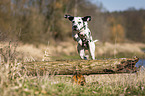 Dalmatiner springt ber Baumstamm