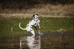 Dalmatiner am Wasser