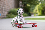 Dalmatiner mit Skateboard