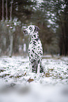 Dalmatiner im Winter
