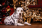 Dalmatiner an Weihnachten