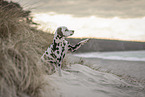 Dalmatiner am Strand