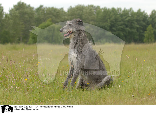 sitzender Deerhound / MR-02342