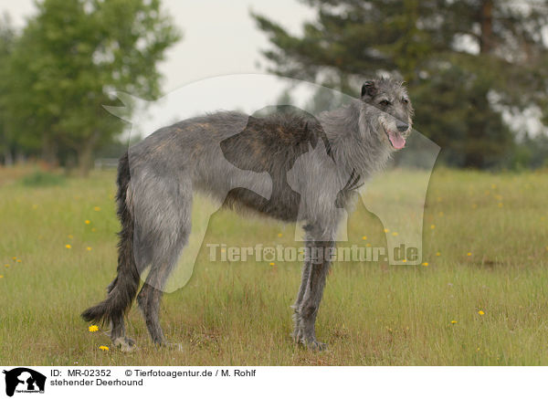 stehender Deerhound / MR-02352
