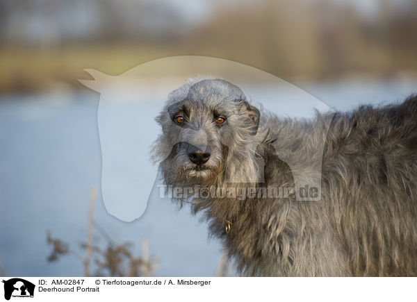 Deerhound Portrait / AM-02847