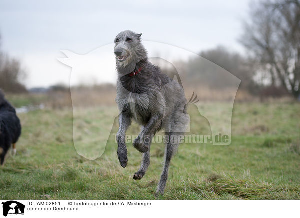 rennender Deerhound / AM-02851
