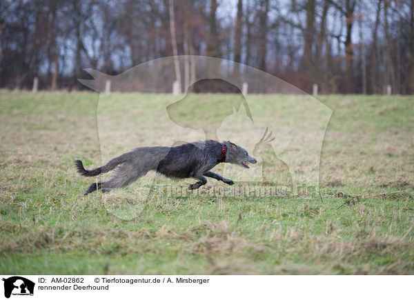 rennender Deerhound / AM-02862