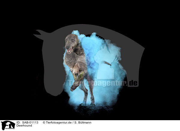 Deerhound / Deerhound / SAB-01113