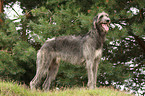 Deerhound Rde