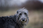 Deerhound Portrait