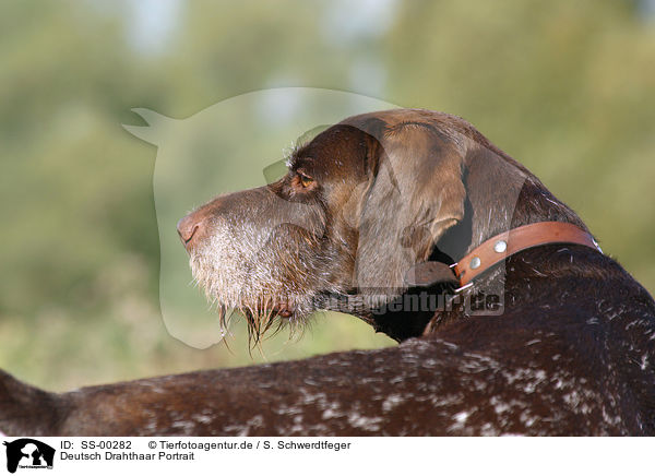 Deutsch Drahthaar Portrait / German Shorthaired Pointer Portrait / SS-00282