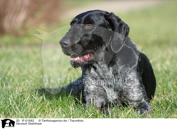 Deutsch Drahthaar / German Wirehaired Pointer / IF-01682