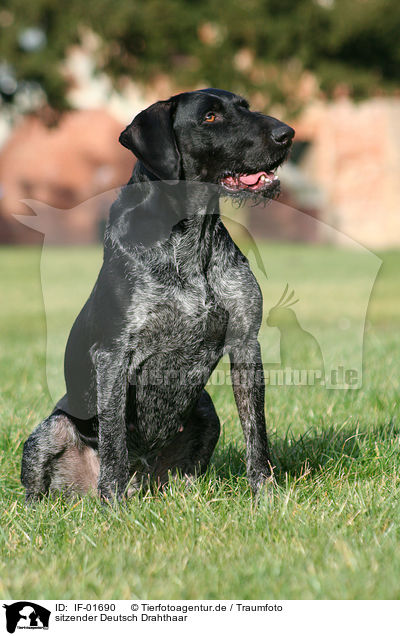 sitzender Deutsch Drahthaar / sitting German wirehaired Pointer / IF-01690