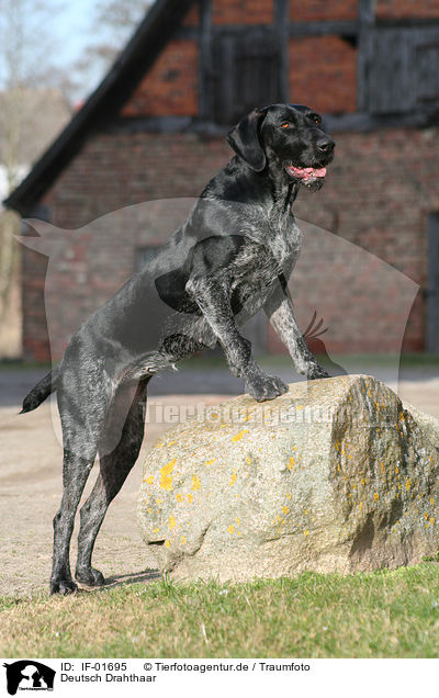 Deutsch Drahthaar / German Wirehaired Pointer / IF-01695