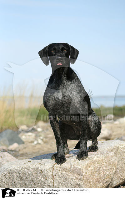 sitzender Deutsch Drahthaar / sitting German Wirehaired Pointer / IF-02214