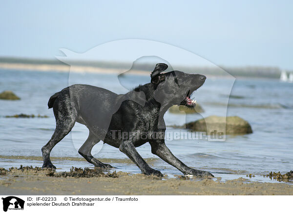 spielender Deutsch Drahthaar / playing German Wirehaired Pointer / IF-02233