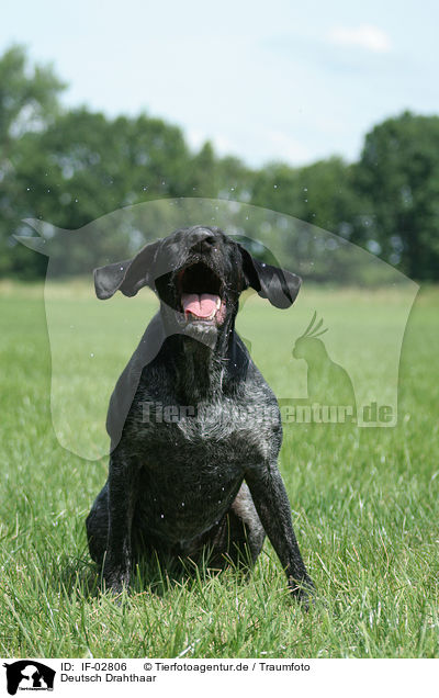 Deutsch Drahthaar / German Wirehaired Pointer / IF-02806