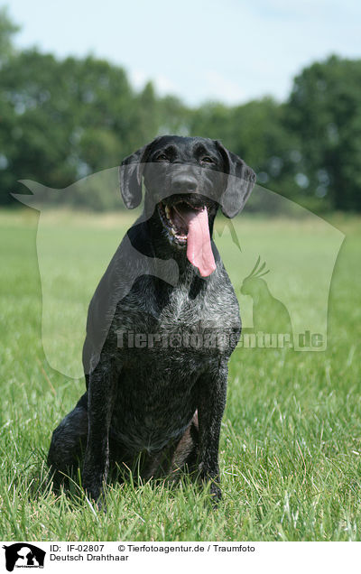 Deutsch Drahthaar / German Wirehaired Pointer / IF-02807