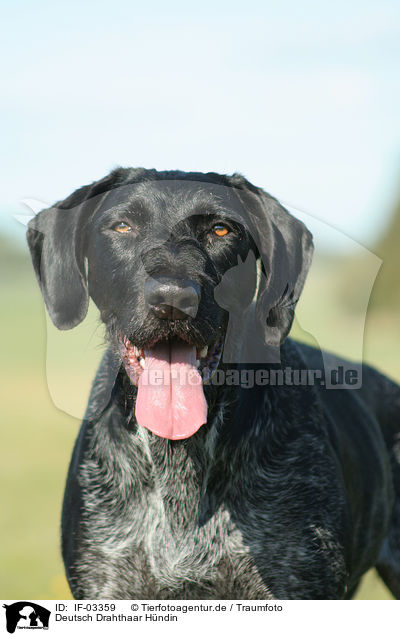 Deutsch Drahthaar Hndin / German wirehaired Pointer / IF-03359