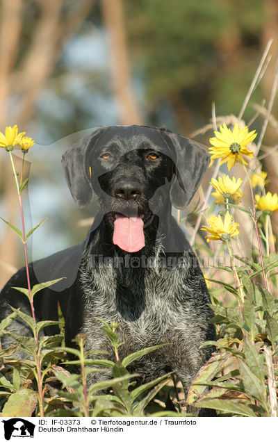 Deutsch Drahthaar Hndin / German wirehaired Pointer / IF-03373