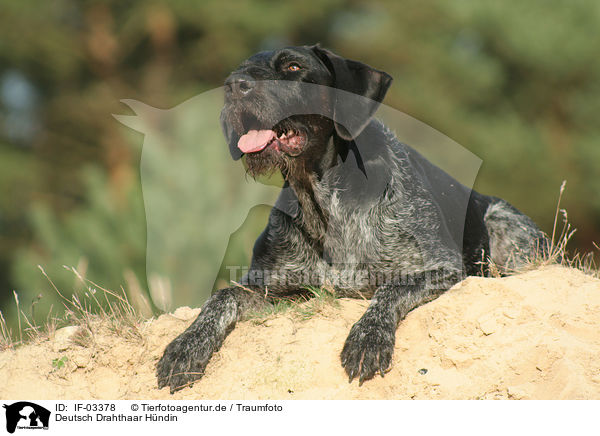 Deutsch Drahthaar Hndin / German wirehaired Pointer / IF-03378