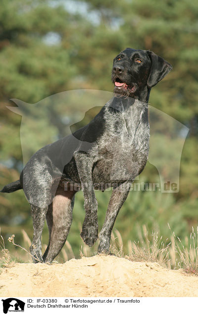 Deutsch Drahthaar Hndin / German wirehaired Pointer / IF-03380