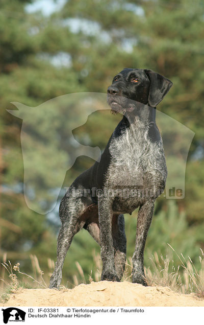 Deutsch Drahthaar Hndin / German wirehaired Pointer / IF-03381