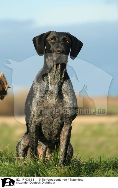 sitzender Deutsch Drahthaar / sitting German Wirehaired Pointer / IF-03633