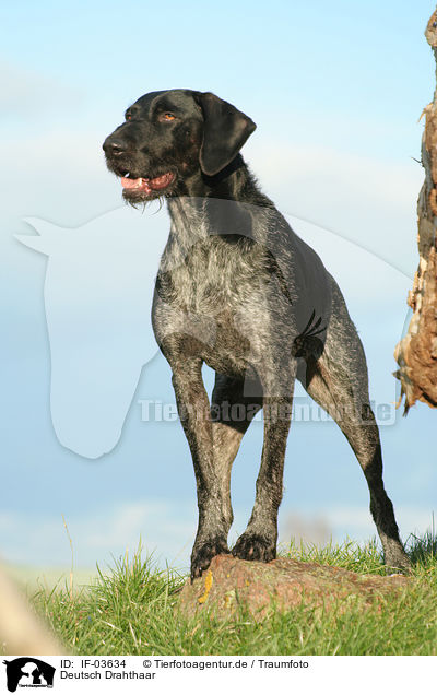 Deutsch Drahthaar / German Wirehaired Pointer / IF-03634