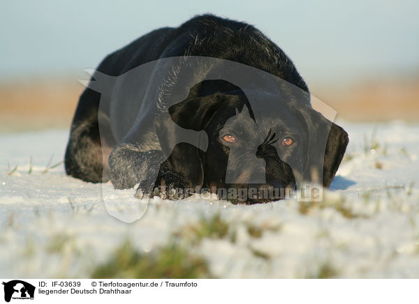 liegender Deutsch Drahthaar / lying German Wirehaired Pointer / IF-03639