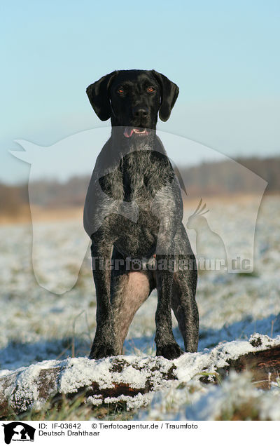 Deutsch Drahthaar / German Wirehaired Pointer / IF-03642