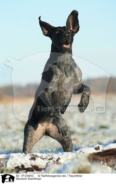 Deutsch Drahthaar / German Wirehaired Pointer / IF-03643