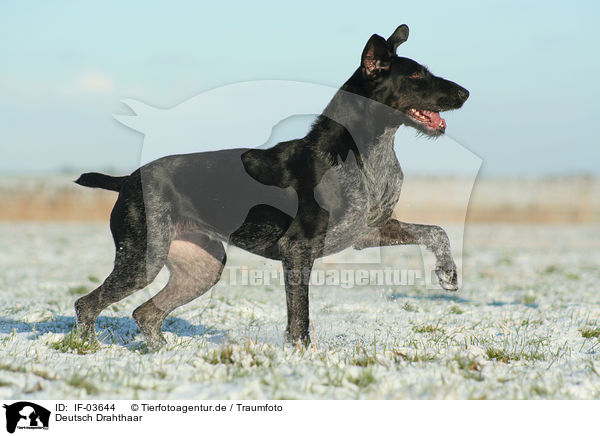 Deutsch Drahthaar / German Wirehaired Pointer / IF-03644