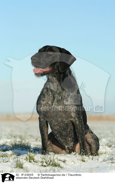 sitzender Deutsch Drahthaar / sitting German Wirehaired Pointer / IF-03645