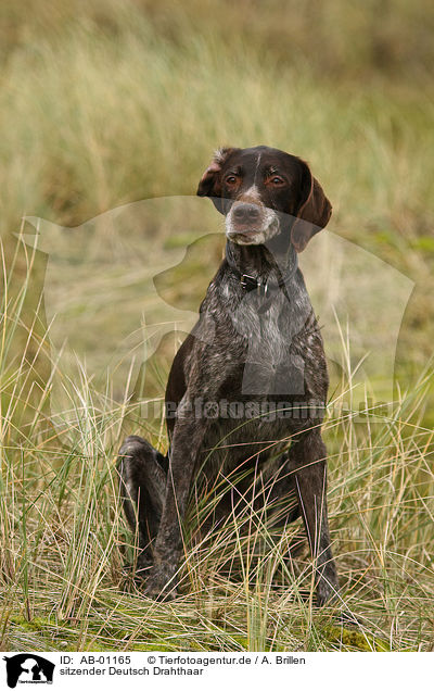 sitzender Deutsch Drahthaar / sitting German wirehaired / AB-01165