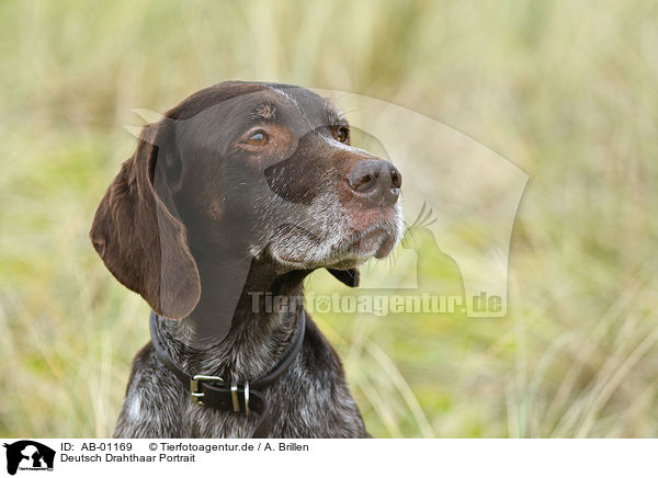 Deutsch Drahthaar Portrait / German wirehaired portrait / AB-01169