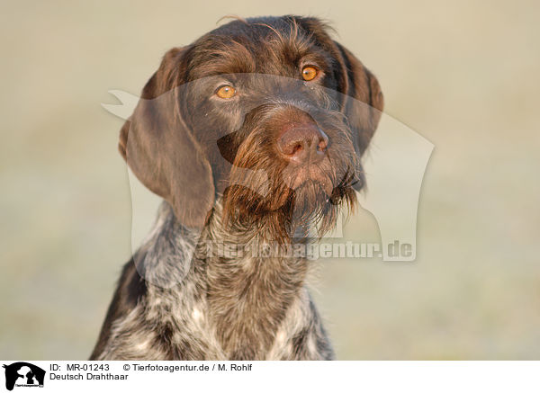 Deutsch Drahthaar / German wirehaired Pointer / MR-01243