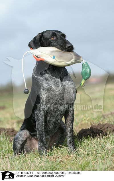 Deutsch Drahthaar apportiert Dummy / German wirehaired Pointer / IF-03711