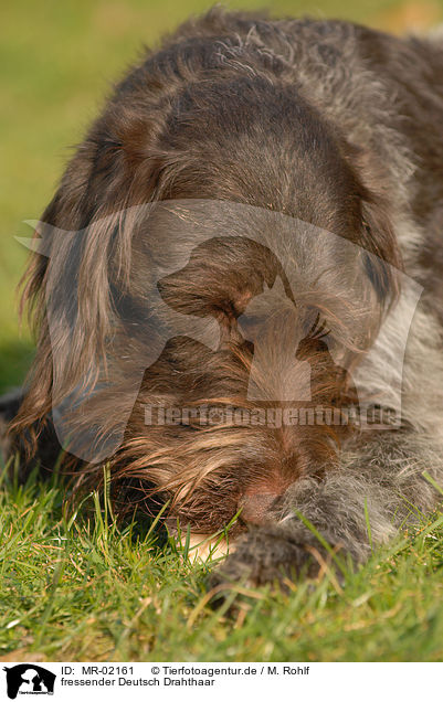 fressender Deutsch Drahthaar / eating German wiredhaired Pointer / MR-02161