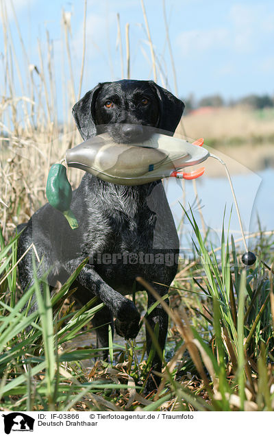 Deutsch Drahthaar / German wirehaired Pointer / IF-03866