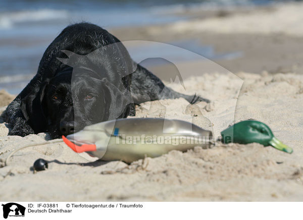 Deutsch Drahthaar / German wirehaired Pointer / IF-03881