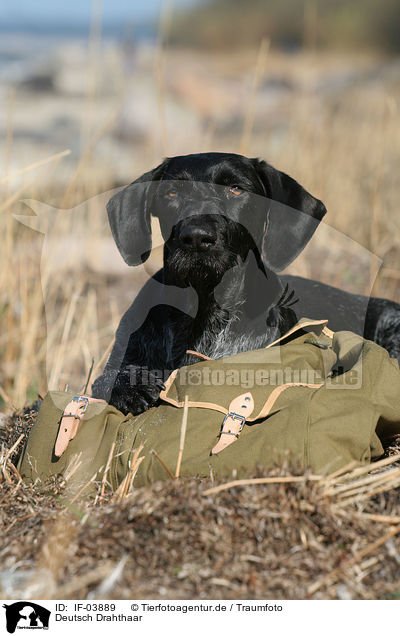 Deutsch Drahthaar / German wirehaired Pointer / IF-03889