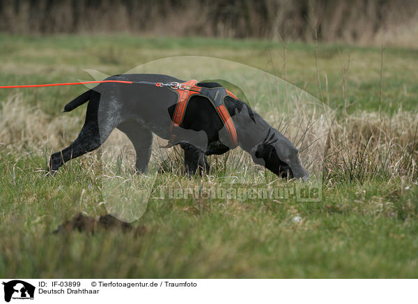 Deutsch Drahthaar / German wirehaired Pointer / IF-03899