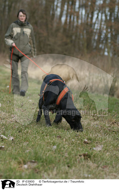 Deutsch Drahthaar / German wirehaired Pointer / IF-03900