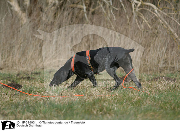 Deutsch Drahthaar / German wirehaired Pointer / IF-03903