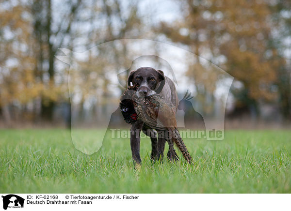 Deutsch Drahthaar mit Fasan / German wirehaired Pointer with pheasant / KF-02168