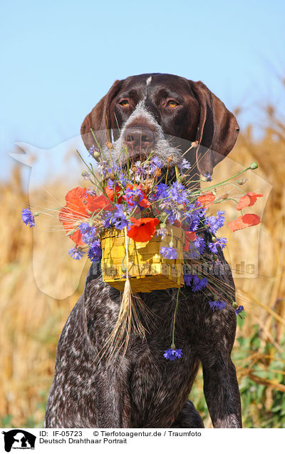 Deutsch Drahthaar Portrait / German wirehaired Pointer portrait / IF-05723